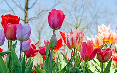 Tulips fields in the Netherlands